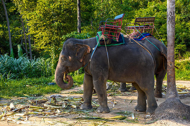 泰国苏拉特哈尼Koh Phangan岛泰国亚洲象