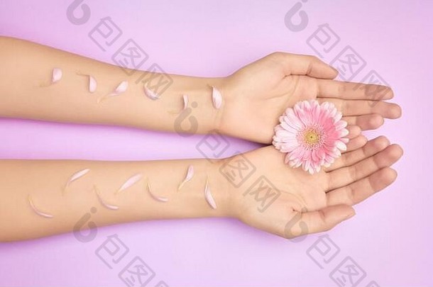 女人的手在紫色的背面有亮粉色的非洲菊花。产品或皮肤护理、天然花瓣化妆品、抗皱手部护理。