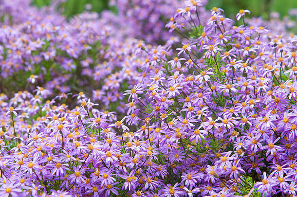 费莉西亚·阿梅洛伊德（蓝色玛格丽特）。紫色的玛格丽特雏菊花盛开。抗旱的半心形一年生植物，适于盆栽生长