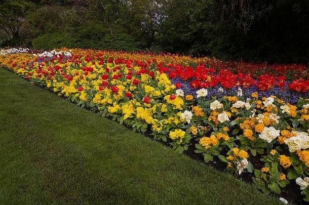 花圃显示美丽的分类色彩鲜艳的开花植物