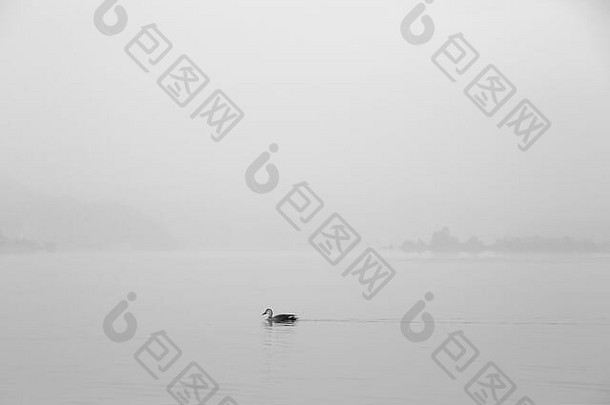 黑色的白色照片鸭游泳湖有雾的早....dumulmeori杨平郡韩国