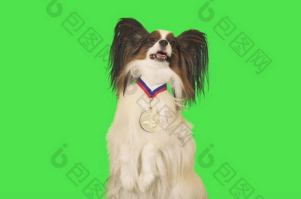 美丽的狗蝴蝶犬金牌的地方脖子绿色背景