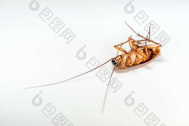 宏观特写：一只蟑螂躺在白色背景上，，被隔离，棕色小昆虫长着翅膀，动物肮脏，恶心，令人毛骨悚然，令人不安