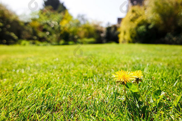 蒲公英生长在修剪过的花园草坪上。考虑到生长季节/夏季的持续问题。