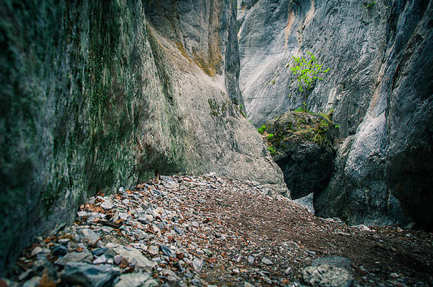 峡谷之间山脉中的一块大<strong>岩石</strong>，树从中生长