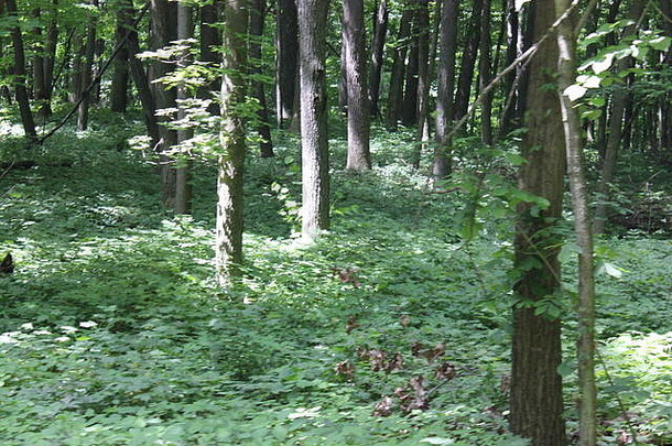 浓密的深绿色夏季森林，树木众多。