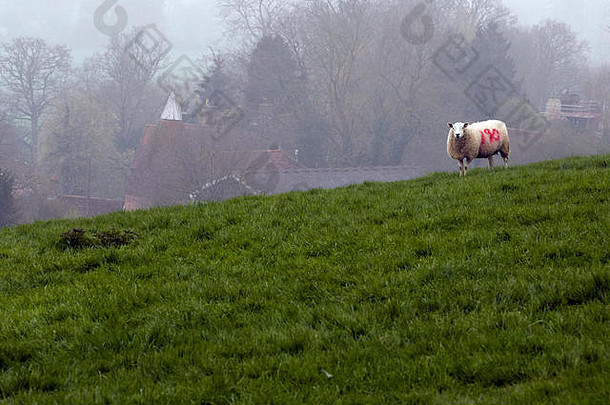英国，英国，欧洲，肯特乡村，<strong>春</strong>天的一天，羊群在一片葱绿但有雾