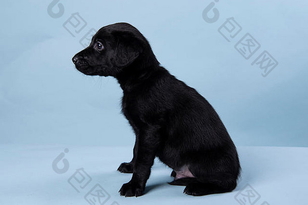 6周大的黑色拉布拉多小狗