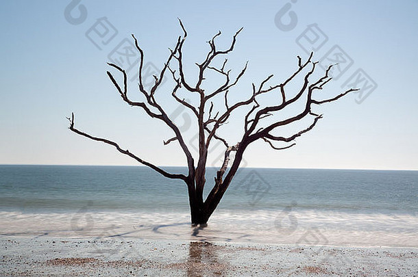 有时候你不能在你种植的地方开花！由于海滩侵蚀，活橡树发现自己在海洋中