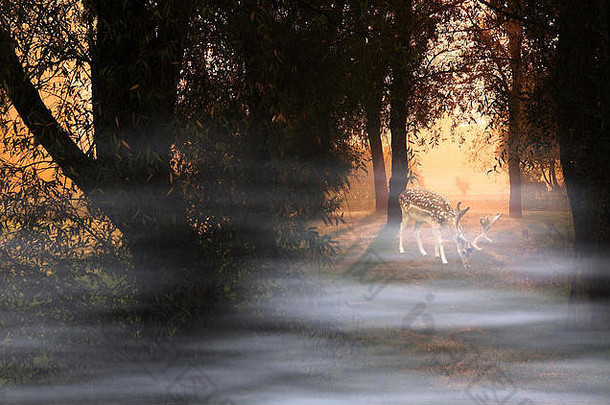 寒冷多雾的早晨，秋天森林里的鹿