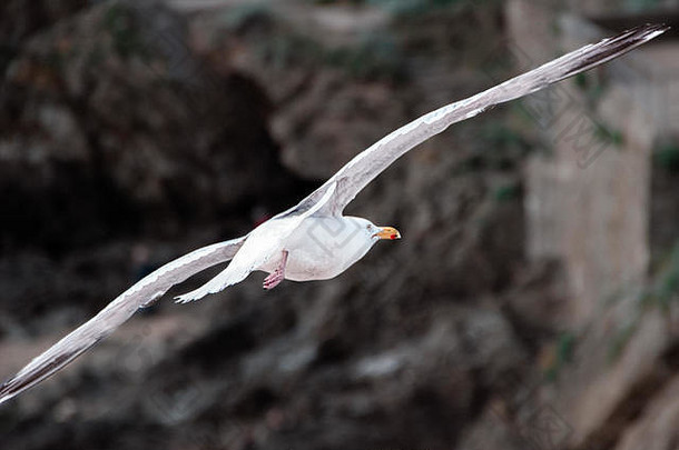 黑色岩石前<strong>展翅飞翔</strong>的白色海鸥，背面视图。