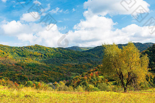草地上黄色叶子的树。阳光明媚的日子里，美丽的乡村景色尽收眼底，天空乌云密布。喀尔巴阡山农村地区