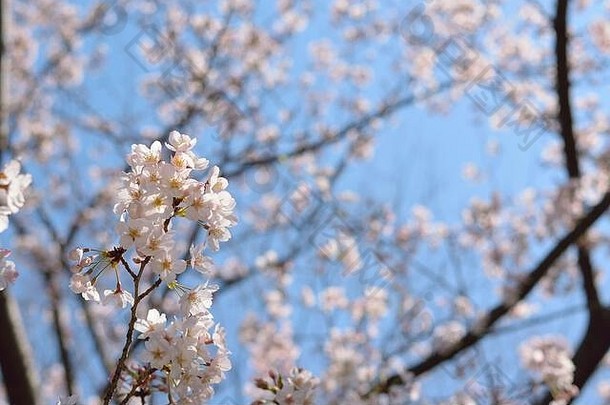 白色日本樱桃花朵阳光