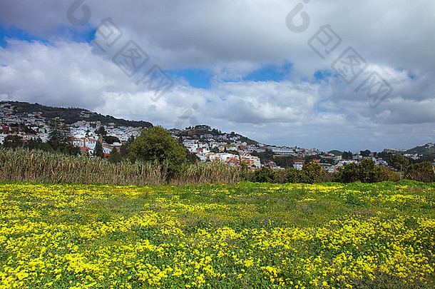 内陆格兰加那利岛，向历史城镇泰尔奥沃眺望盛开的紫草
