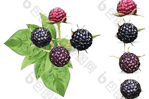 现实的黑色的树莓孤立的白色背景集合成熟的黑色的树莓绿色叶新鲜的浆果特写镜头插图