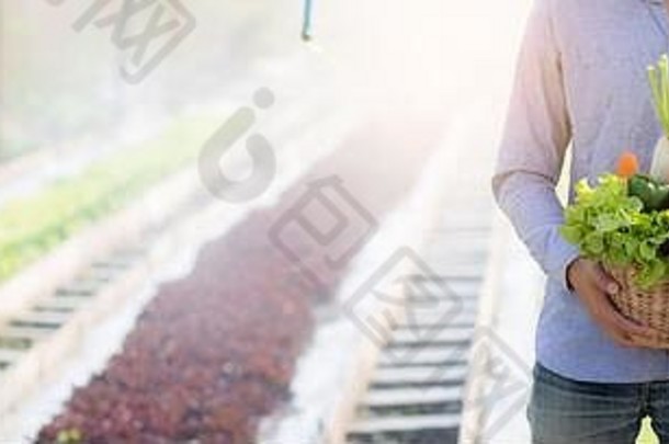 一位年轻的亚洲男子在水培农场的菜篮里收获和采摘新鲜的有机蔬菜，农业和健康栽培