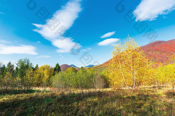 秋天的美景。黄叶桦树。秋天色彩的远山。晴朗的天气，蓝天上乌云密布