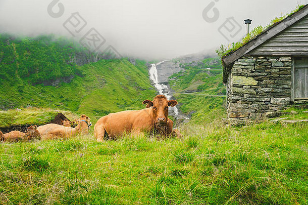 在斯堪的纳维亚半岛的一片自然田野里，绿色草地上有一头有趣的棕色奶牛。大雾中的牛群和山峦中的瀑布靠近一座古老的石屋