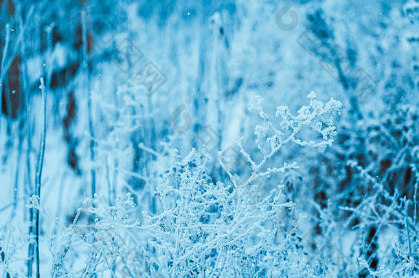 冻植物白霜冬天下午