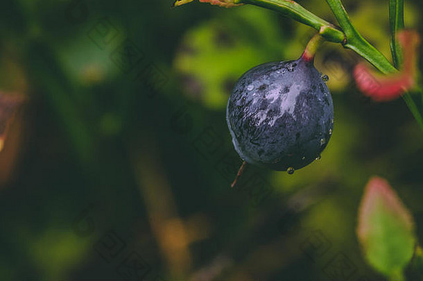 蓝莓绿色森林覆盖<strong>小水滴</strong>反光表面宏照片