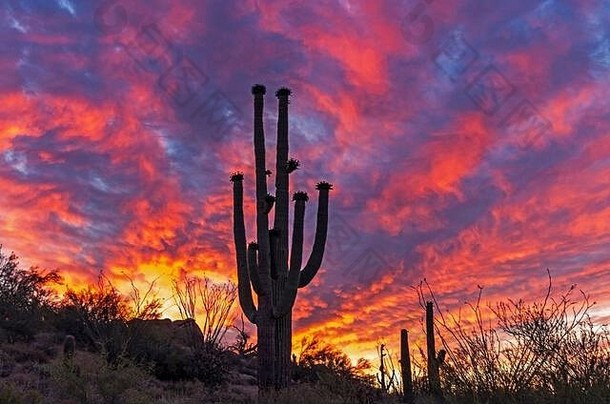 亚利桑那沙漠的天空着火日出