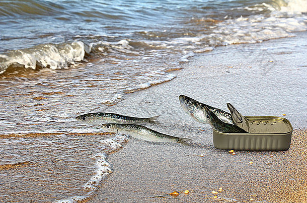 罐装沙丁鱼逃离罐头，在海里寻求庇护
