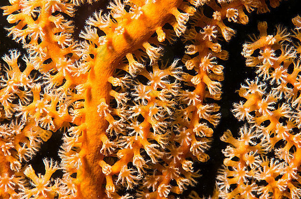 软珊瑚。扩张的触须，<strong>如花</strong>。在Owase Mie Japan深度20m处