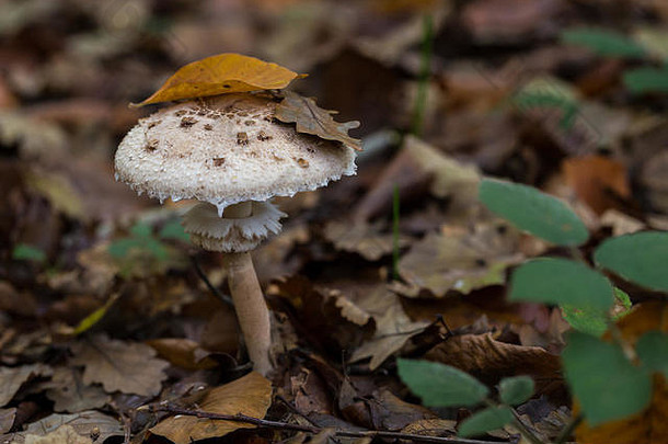 蘑菇躲在秋天森林的树叶下，特写