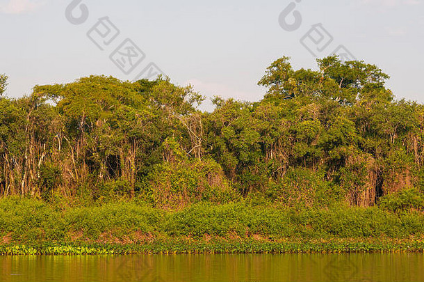 野生典型的河边的森林cuiabá河潘塔纳尔栖息地捷豹,大房地产巴西