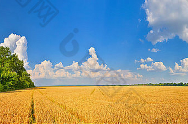 全景农村景观小麦场