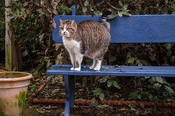 <strong>秋冬</strong>时<strong>节</strong>，一只斑猫站在一个漆成蓝色的花园长凳上，旁边是一个空花盆。