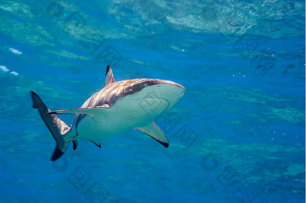 黑鳍礁鲨，在阳光下游泳。密克罗尼西亚亚普岛眩晕处的鲨鱼潜水