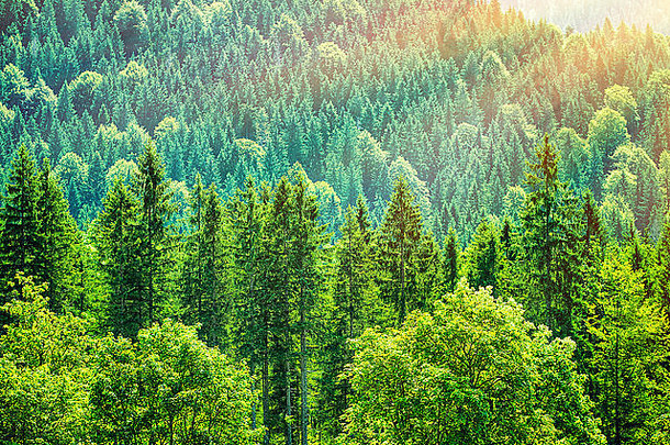 绿色树森林背景美丽的鸟眼睛视图新鲜的松树早....太阳光欧洲德国高山山