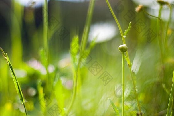 散景自然自然背景绿色颜色阳光草日益增长的植物美丽的自然