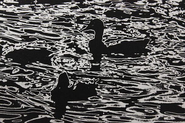 20世纪70年代的黑白艺术摄影作品，拍摄了一群<strong>鸭子</strong>在湖中<strong>游泳</strong>、撑杆、木筏、团队或划桨。