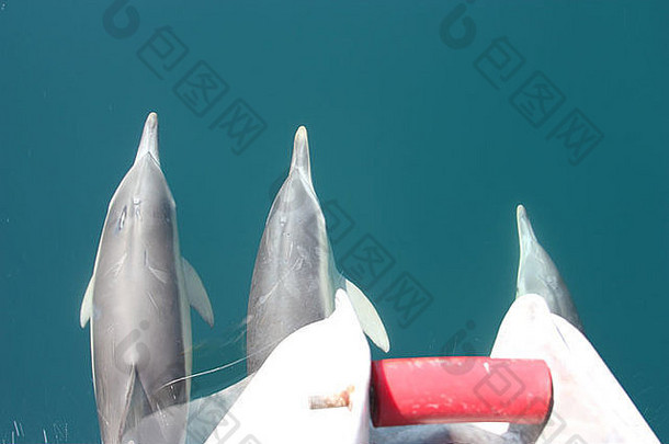 三只<strong>海豚</strong>在斯宾塞湾用高分辨率摄影技术与一艘饲养船赛跑