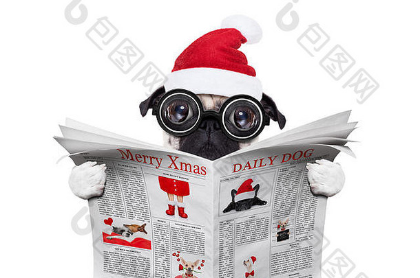 一只戴着书眼镜的愚蠢的疯狂哈巴狗，在白色背景下被孤立，戴着圣诞老人的帽子，