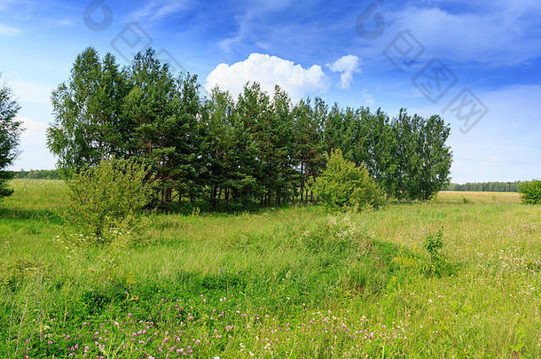 西尔维亚·尼索里亚。自然界中有栅栏的莺的巢。栖息地，繁殖栖息地，筑巢栖息地俄罗斯，Ryazan地区（Ryazanskaya州），t