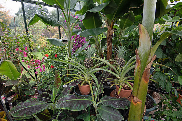 英国温室里的土产菠萝和香蕉