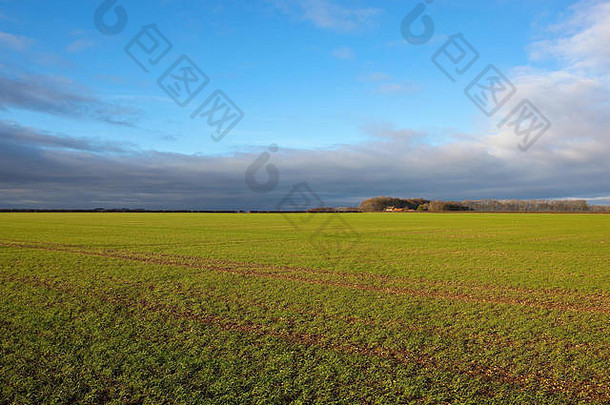 英国风景优美的约克郡世界上，有一片绿色的冬小麦田和一个有树木和树篱的农场。