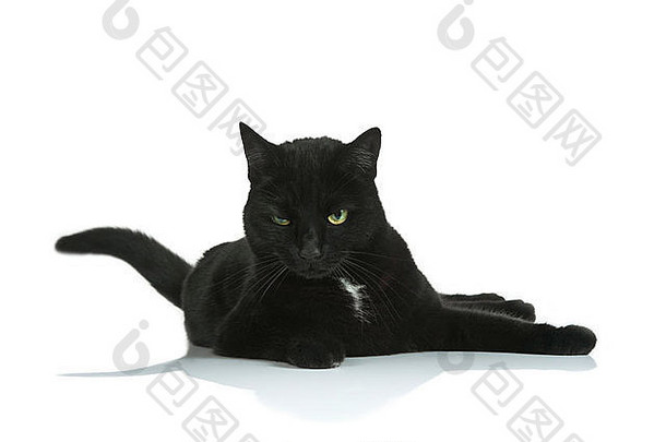 一只黑猫在纯白（255）背景下怒目而视。