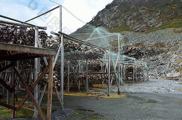鳕鱼干结构完整的鳕鱼鱼挂干北部挪威夏天