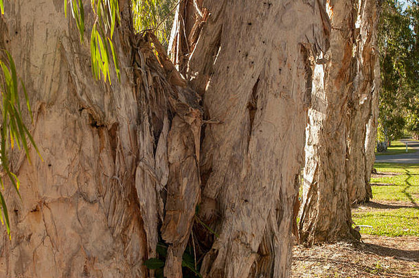 摘要桉树树树皮显示深锯齿纸一样的纹理港口道格拉斯昆士兰澳大利亚