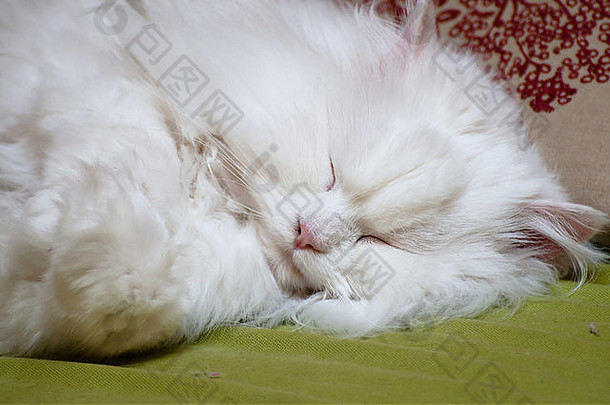 图片白色波斯猫