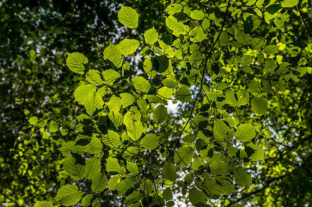 优美的自然林地环境。山毛榉树绿色的叶子，在欧洲森林中被阳光照射。英国牛津郡科茨沃尔德。