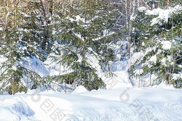 冬季景观-日出森林中霜冻的冬季树木，在初冬的早晨，日出的光线穿透积雪的树枝。温特