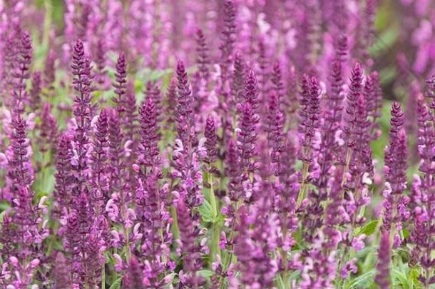 粉色和紫色薰衣草的特写照片