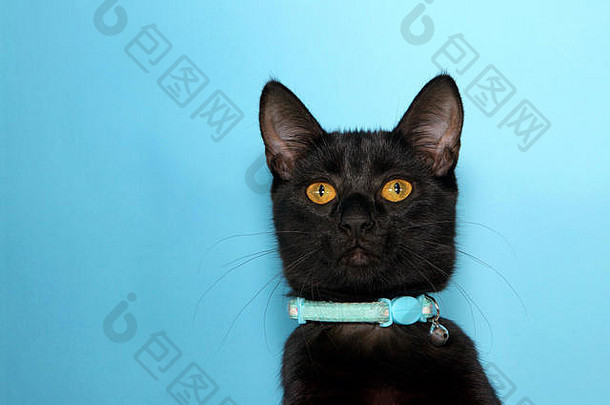 一只可爱的黑斑猫的肖像，金黄色的眼睛，带着好奇的表情看着观众。戴带铃铛的项圈以警告鸟类。布鲁