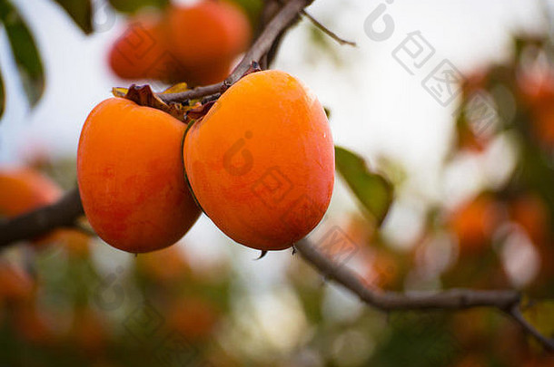 西班牙瓦伦西亚<strong>水果园</strong>的柿子