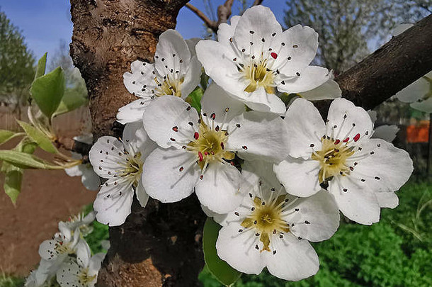 春季梨树花、果园的特写镜头